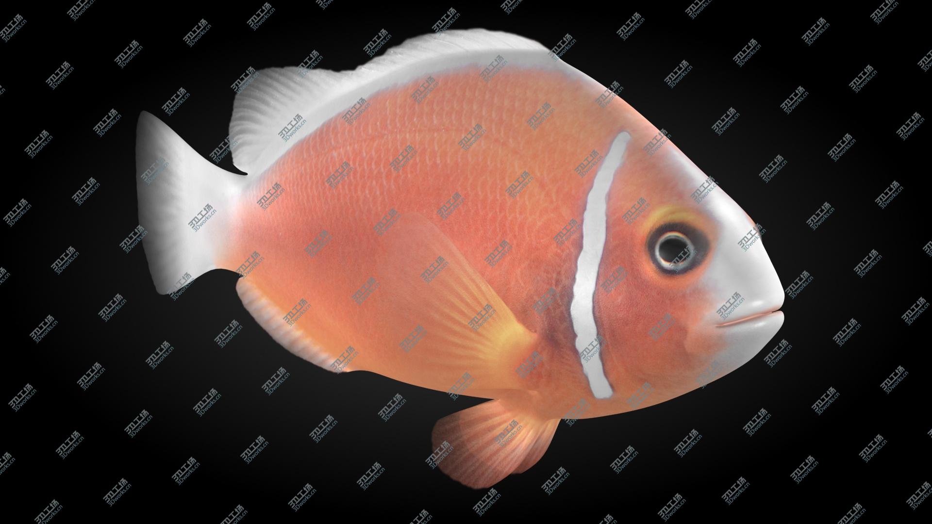 images/goods_img/202105074/Pink Skunk Clownfish Animated model/2.jpg